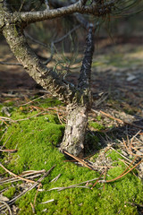 Little wild bonsai tree in the forest. The moss and pins on the ground. Autumn sunny day.