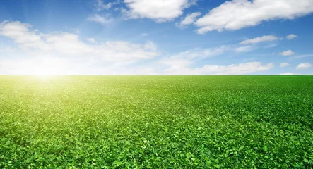 green field and blue sky