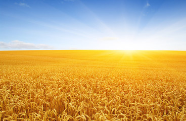 Wheat field and sun