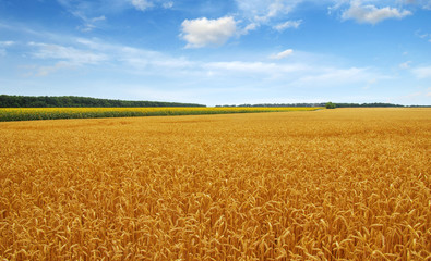 Golden wheat field with blue sky