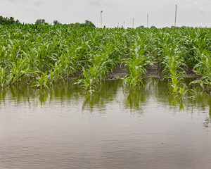 Heavy rains and storms in the Midwest have caused field flooding and corn crop damage