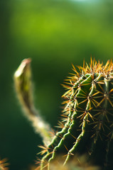 Cactus echinopsis tubiflora, selective focus, close up