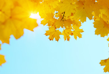 Autumn leaves on the sun