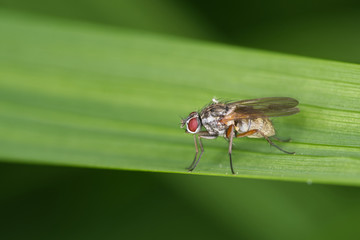 Red-eyed Flesh Fly
