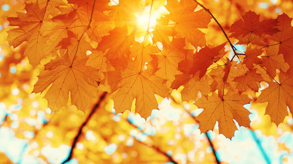  Autumn leaves on blurred nature background.