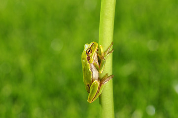 Green tree frog on grass