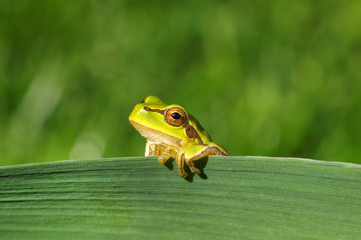 Frog on green background