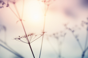 Autumn dry grasses in a forest at sunset. Blurred nature background, vintage filter