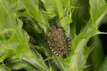 Red legged shield bug nymph