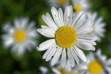 Obraz premium Ox-eye daisy