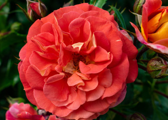 rote Rosen im Rosengarten