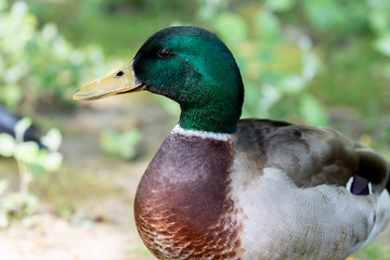 Obraz premium Beautiful duck swimming in a lake