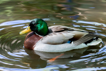 Obraz premium Beautiful duck swimming in a lake