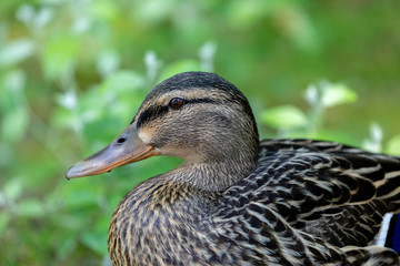 Beautiful duck swimming in a lake