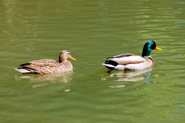 Beautiful duck swimming in a lake