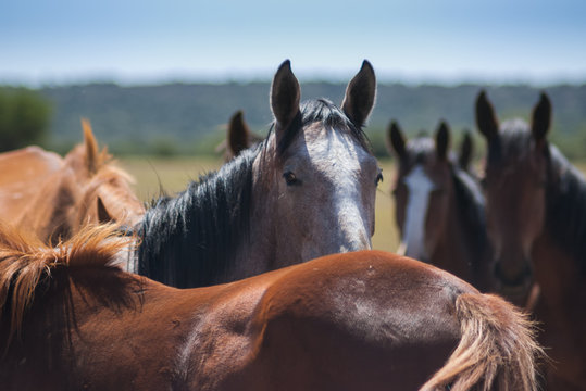 Equinos y Caballos