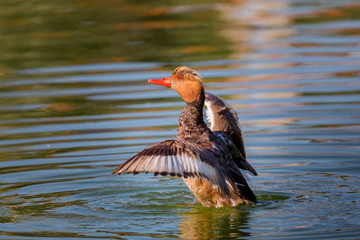 Beautiful duck swimming in a lake