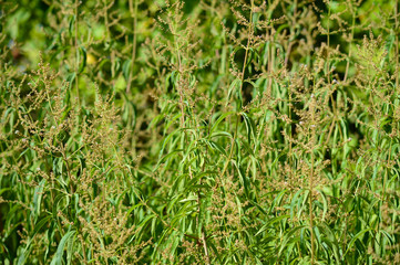 Close-up of Lemon Verbena Flowers, Lemon Beebrush, Aloysia Citrodora, Nature