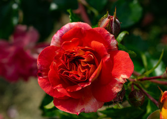 rote Rosen im Rosengarten