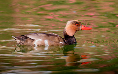 Beautiful duck swimming in a lake