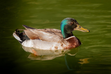 Beautiful duck swimming in a lake