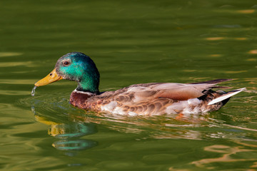 Beautiful duck swimming in a lake