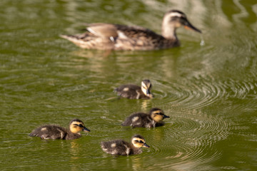 Beautiful family of ducks swimming