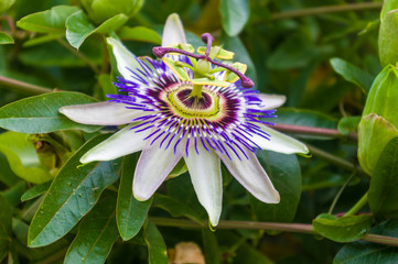 passion flower Passiflora caerulea Passionflower against green garden background
