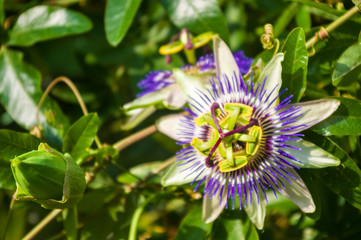 passion flower Passiflora caerulea Passionflower against green garden background