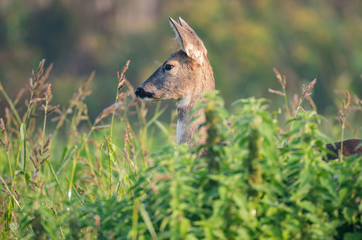 Wild female roe deer hiding behind high grass