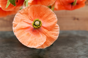 Poppy flower with pollen-laden stamen