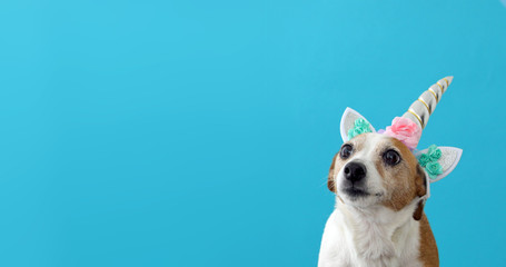Funny unicorn little white dog on blue background with copy space