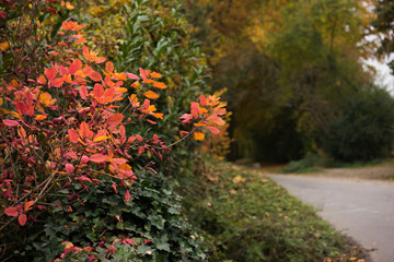 Bl&auml;tter im Herbst an einer Stra&szlig;e