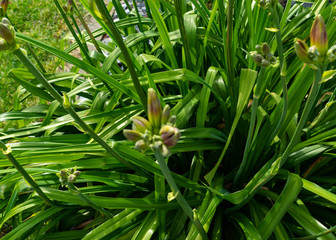 Obraz premium gelbe Lilie