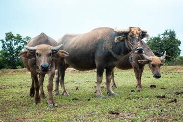 Thailand buffaloes in rice field