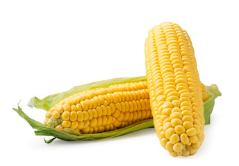 Two corn cob on a white background. Isolated