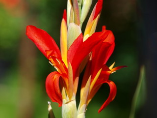 Obraz premium azucena roja y amarilla