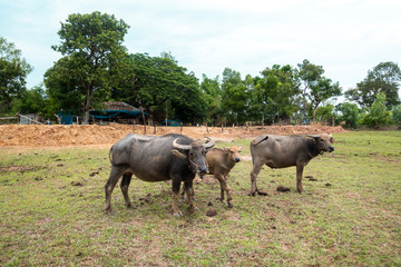 Thailand buffaloes in rice field