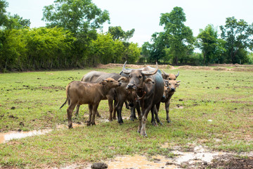 Thailand buffaloes in rice field