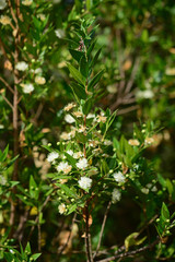 Close-up of Common Myrtle in Bloom, Nature
