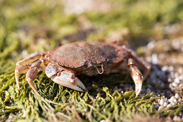 Tiny sea crab on a bed of moss