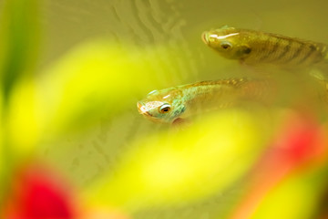 Fish pop up to breathe on the surface because of lack of oxygen.