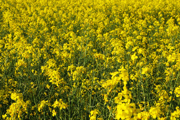 Close-up field of beautiful flowers.