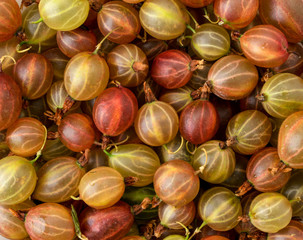 Ripe gooseberry, background. The view of the top.