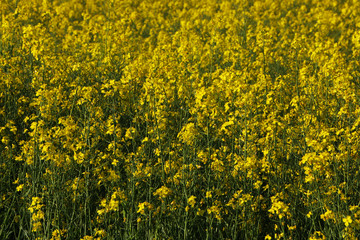 Close-up field of beautiful flowers.