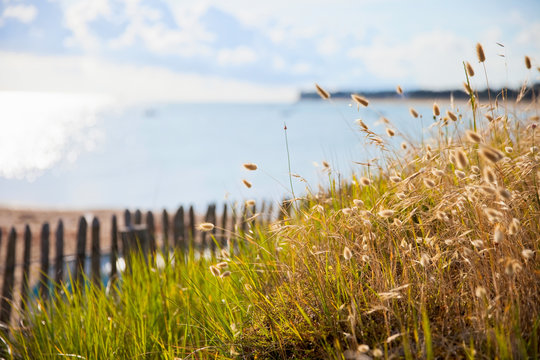 Herbes des dunes sur une plage en France