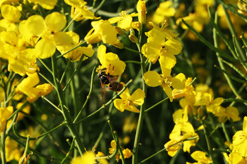 Close-up field of beautiful flowers.