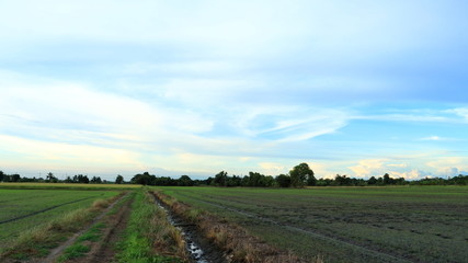 Fototapeta na wymiar Rice Field of Farmer and sun in the evening,in Thailand