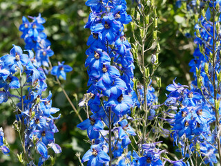 Epis de Delphinelles ou Pieds d'alouette aux fleurs bleues (Delphinium ceratophorum) 