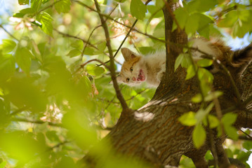 The kitten can not climb down from the tree